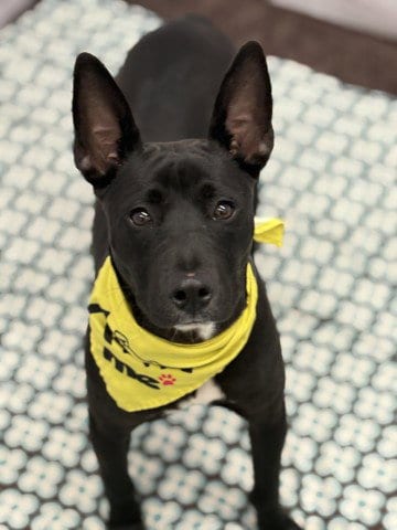 Photo of Hindu Raj, adoptable American Pit Bull Terrier in Detroit, Michigan