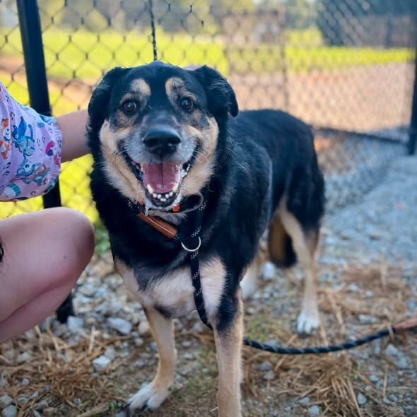 Photo of Roza Marie (sissy), adoptable German Shepherd Dog in Greensburg, Indiana