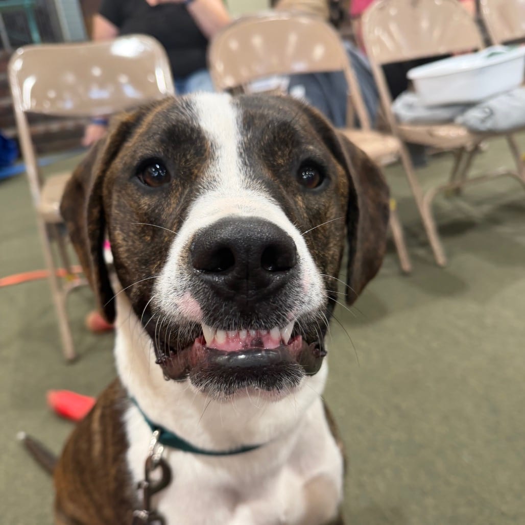 Photo of Kimbo, adoptable Terrier, American Pit Bull in Grinnell, Iowa