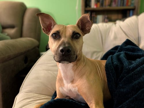 Photo of Polly, adoptable American Staffordshire Terrier in Arlington, Virginia