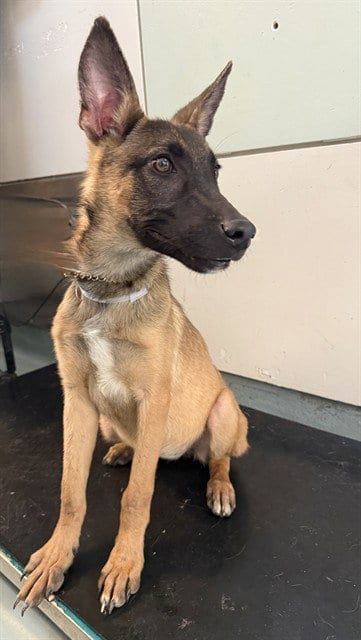 Photo of Cher, adoptable Belgian Shepherd Malinois in Castaic, California