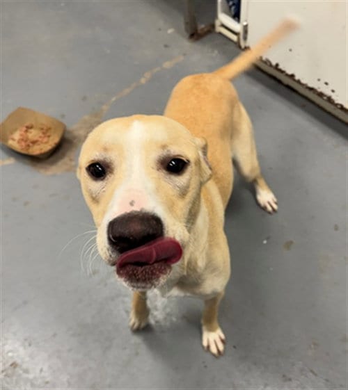 Photo of Cheyenne, adoptable Golden Retriever in Peoria, Illinois