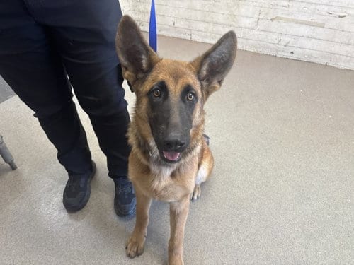 Photo of Lavender, adoptable German Shepherd Dog in San Bernardino, California
