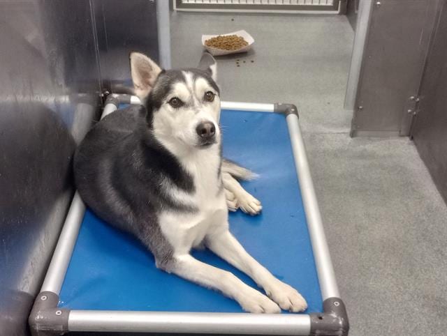 Photo of Righteous, adoptable Mixed Breed