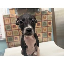 Photo of Cicada, adoptable Mixed Breed (Medium) in Maumee, Ohio