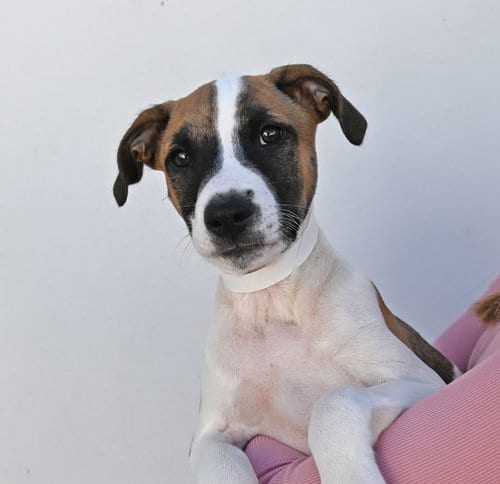 Photo of Bacon, adoptable Unknown breed in Rancho Santa Fe, California
