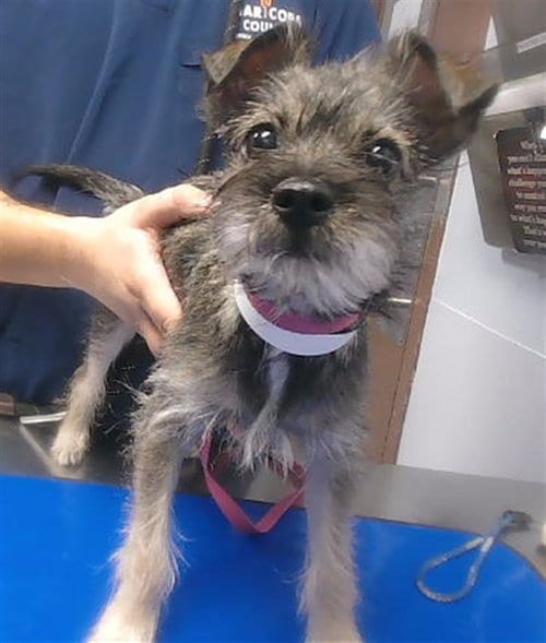 Photo of Clio, adoptable Border Terrier in Phoenix, Arizona