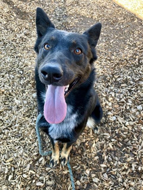 Photo of Timmy, adoptable Australian Cattle Dog/Blue Heeler in Albuquerque, New Mexico