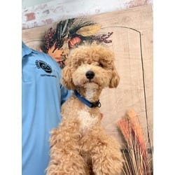 Photo of Motas, adoptable Poodle (Miniature) in Doral, Florida