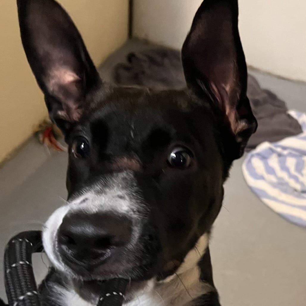 Photo of Yogi (C000-249) - Costa Mesa Location, adoptable Retriever, Labrador / Collie, Border