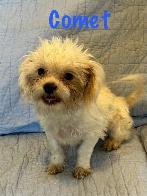 Photo of Comet, adoptable Shih Tzu in Pipe Creek, Texas