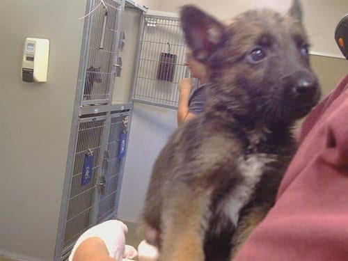 Photo of Ash, adoptable German Shepherd Dog in Sacramento, California