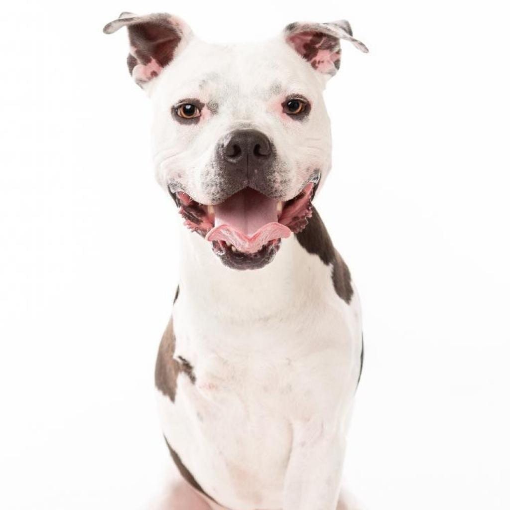 Photo of Brian, adoptable Terrier, Pit Bull / Mixed Breed (Medium) in Dallas, Texas