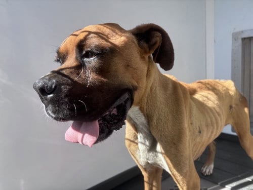 Photo of Brownie, adoptable Boxer in San Bernardino, California
