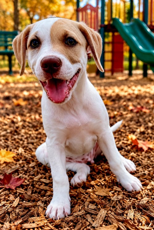 Photo of Puppy Lainey Wilson, adoptable Golden Retriever in Sussex, New Jersey