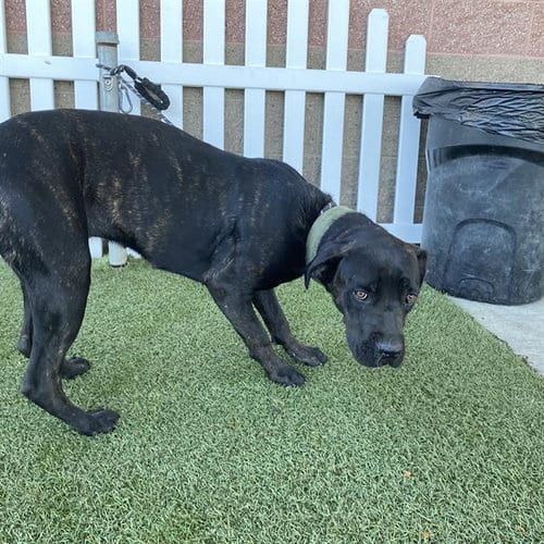 Photo of Cheyenne, adoptable Labrador Retriever in Modesto, California