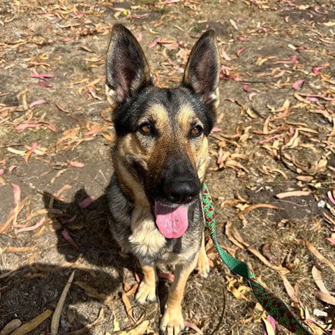 Photo of Scarlett, adoptable German Shepherd Dog in McKinleyville, California