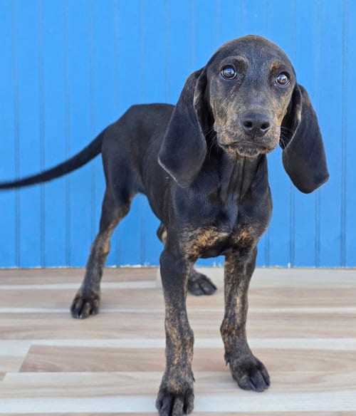 Photo of Arrow, adoptable Plott Hound in Sedalia, Colorado