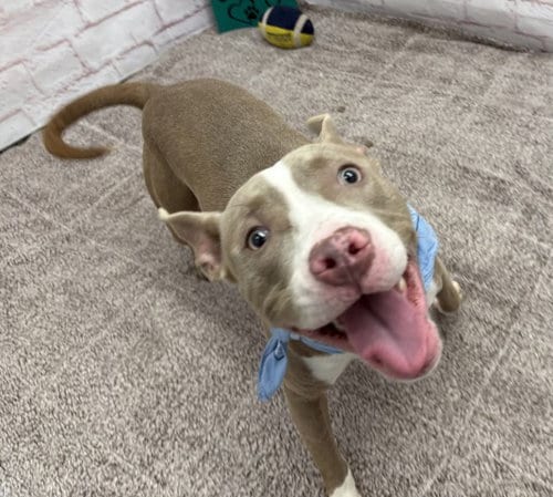 Photo of Fleezanis, adoptable Pit Bull Terrier in Detroit, Michigan