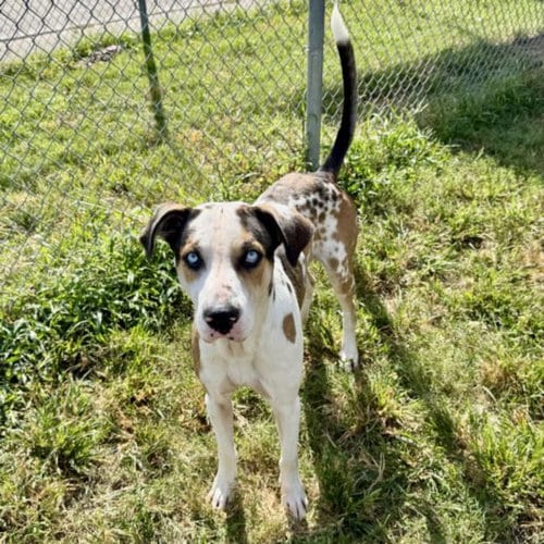Photo of Mac, adoptable Great Dane in Houston, Texas
