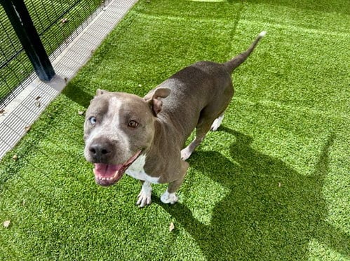 Photo of Cheesey, adoptable Pit Bull Terrier in Garland, Texas