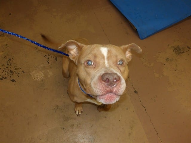 Photo of Hercules, adoptable American Pit Bull Terrier in Chicago, Illinois