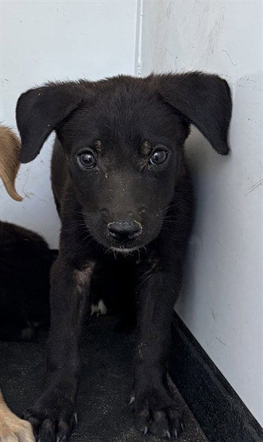 Photo of A170728, adoptable German Shepherd Dog in Bakersfield, California