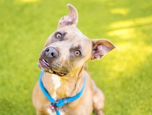 Photo of Bison, adoptable Pit Bull Terrier in San Jose, California