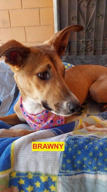 Photo of Brawny, adoptable Greyhound in Woodland Hills, California