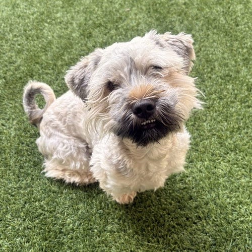 Photo of Maurice, adoptable Schnauzer in Burlingame, California