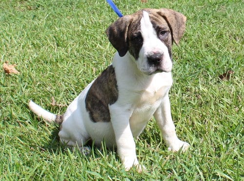 Photo of Big Mac 44065, adoptable Bullmastiff in Prattville, Alabama