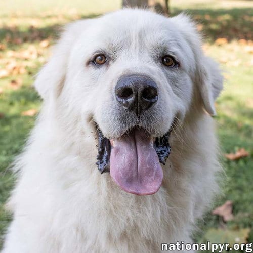 Photo of Ralphie in MA - Loves to Give the Pyr Paw, adoptable Great Pyrenees in Beacon, New York