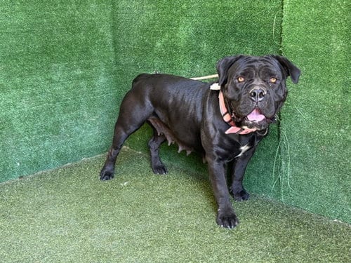 Photo of Chiquita, adoptable Cane Corso Mastiff in Lancaster, California