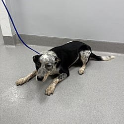 Photo of Nick, adoptable Australian Cattle Dog in Porterville, California