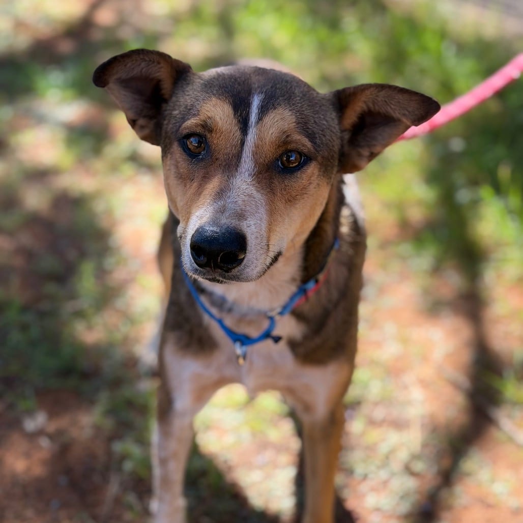 Photo of Paisley, adoptable Cattle Dog / Mix in Kanab, Utah