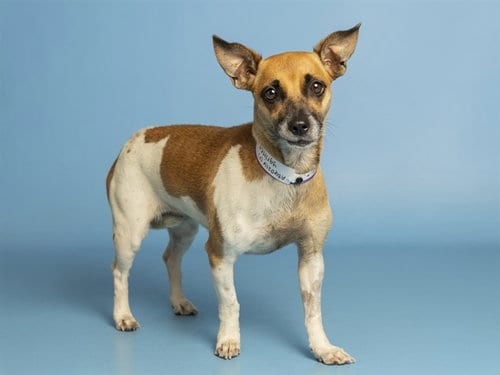 Photo of Ygritte, adoptable Chihuahua in Phoenix, Arizona