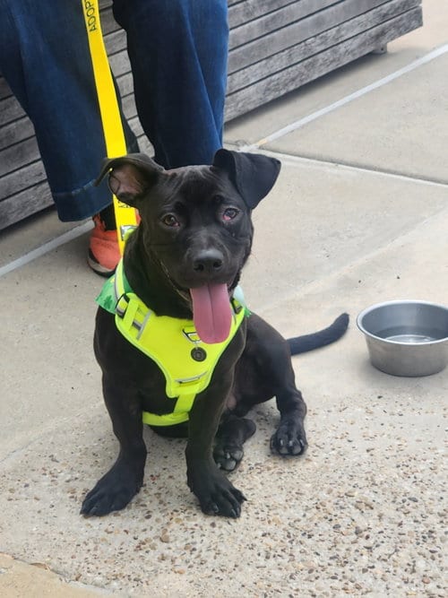 Photo of Dior, adoptable Dachshund in Dallas, Texas