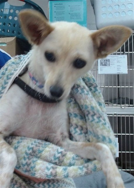 Photo of Fennec, adoptable Chihuahua in Salinas, California