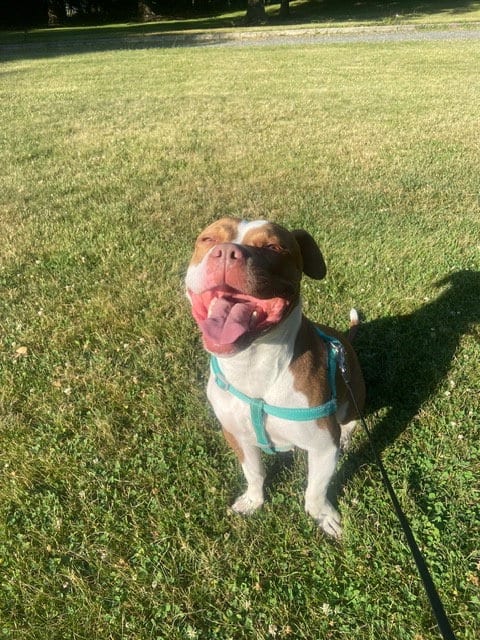 Photo of Bambee, adoptable American Pit Bull Terrier in Oakhurst, New Jersey