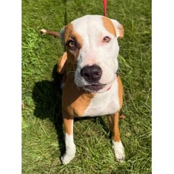 Photo of Pancake, adoptable Boxer in Johnston, Rhode Island
