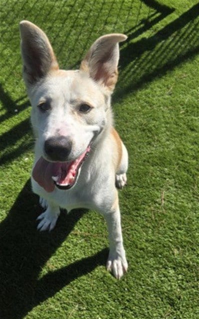 Photo of Agatha, adoptable German Shepherd Dog in San Bernardino, California
