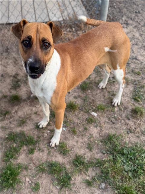 Photo of Emory, adoptable Black Mouth Cur in Conroe, Texas