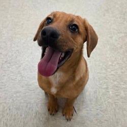 Photo of Durango, adoptable Hound (Unknown Type) Mixed Breed (Medium) in Chatham, Virginia