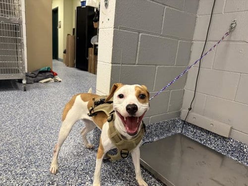 Photo of A1941214, adoptable Pit Bull Terrier in Thousand Palms, California