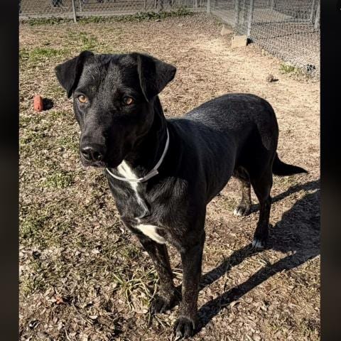 Photo of Gemma, adoptable American Pit Bull Terrier in Conroe, Texas