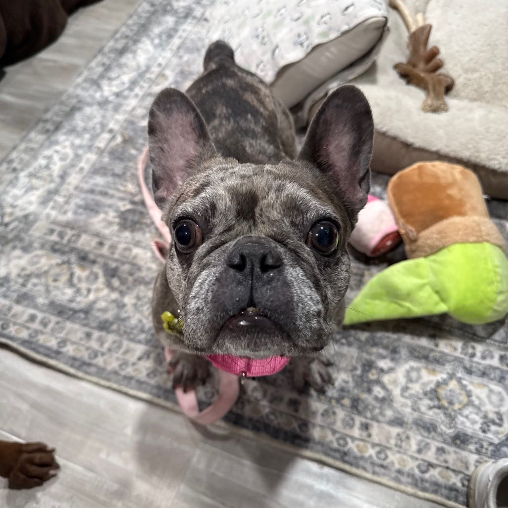 Photo of Sky, adoptable Bulldog, French / None in Patchogue, New York