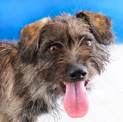 Photo of Mia, adoptable Terrier in Pasadena, California