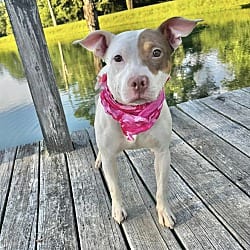 Photo of Rosie, adoptable Terrier (Unknown Type, Medium) in East Hartford, Connecticut