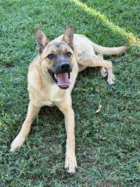 Photo of Miley, adoptable Belgian Shepherd Malinois in Riverside, California