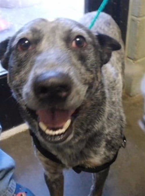 Photo of Oodysius, adoptable Australian Cattle Dog/Blue Heeler in Tulsa, Oklahoma
